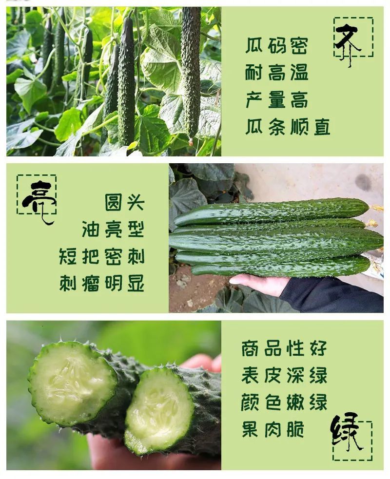 油亮黃瓜最新品種,油亮黃瓜最新品種，種植技術、特點與市場前景展望